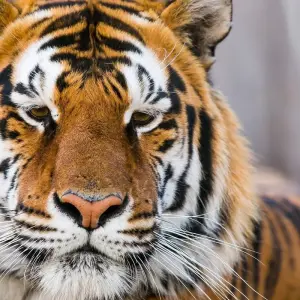 Explore Private 4-Days Tiger Safari & Taj Mahal Tour from Delhi for 4 days with Golden Triangle Tours Of India and discover unforgettable experiences - Photo 11