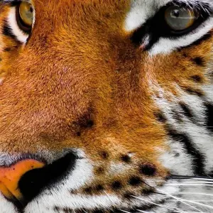 Explore Adventures Ranthambore Wildlife Safari Tour from Delhi with Safari Rides for 3 days with Golden Triangle Tours Of India and discover unforgettable experiences - Photo 11