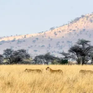 Explore 8 Days Mid Range Wildlife Safari for 8 days with Golden world explore and discover unforgettable experiences - Photo 3