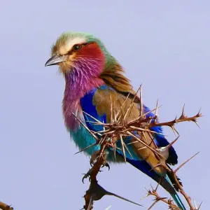 Explore 14 Days Bird Watching for 14 days with Golden world explore and discover unforgettable experiences - Photo 2