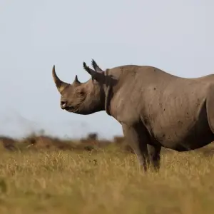 Explore 6 Days 5 Nights Private Safari Kenya Tanzania Mid Range Safari for 6 days with Golden world explore and discover unforgettable experiences - Photo 3