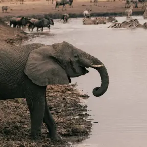 Explore 7 Days Safari and Zanzibar with Flights and Accommodation for 7 days with Golden world explore and discover unforgettable experiences - Photo 4