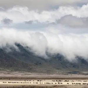 Explore 9 Days 8 Nights Private Safari Kenya Tanzania Mid Range Safari for 9 days with Golden world explore and discover unforgettable experiences - Photo 2