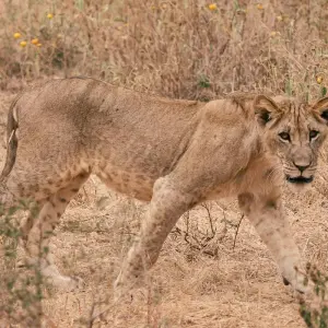 Explore 7 Days Safari and Zanzibar with Flights and Accommodation for 7 days with Golden world explore and discover unforgettable experiences - Photo 5