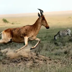 Explore 7 Days Wildlife Safari for 7 days with Golden world explore and discover unforgettable experiences - Photo 4