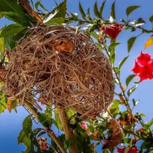 Explore 14 Days Bird Watching for 14 days with Golden world explore and discover unforgettable experiences - Photo 5