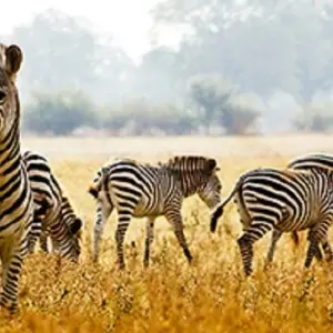 Explore 7 Days Wildlife Safari for 7 days with Golden world explore and discover unforgettable experiences - Photo 5