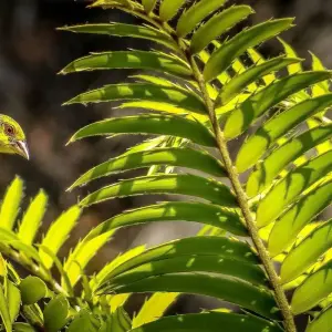 Explore 14 Days Bird Watching for 14 days with Golden world explore and discover unforgettable experiences - Photo 6