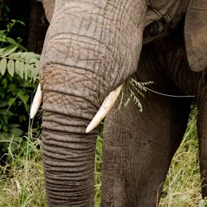 Explore 7 Days Wildlife Safari for 7 days with Golden world explore and discover unforgettable experiences - Photo 6