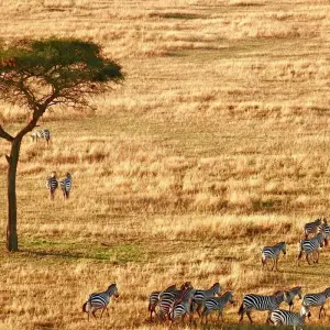 Explore 7 Days Safari and Zanzibar with Flights and Accommodation for 7 days with Golden world explore and discover unforgettable experiences - Photo 7