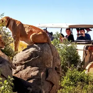 Explore 6 Days Kilimanjaro Climb and 5 Days Safari for 12 days with Golden world explore and discover unforgettable experiences - Photo 8