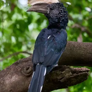 Explore 14 Days Bird Watching for 14 days with Golden world explore and discover unforgettable experiences - Photo 7