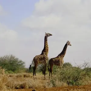Explore 9 Days 8 Nights Private Safari Kenya Tanzania Mid Range Safari for 9 days with Golden world explore and discover unforgettable experiences - Photo 5