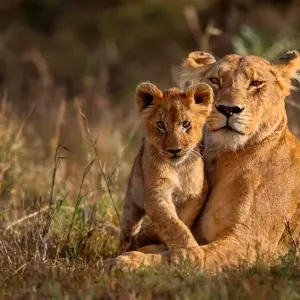 Explore 6 Days 5 Nights Private Safari Kenya Tanzania Mid Range Safari for 6 days with Golden world explore and discover unforgettable experiences - Photo 8