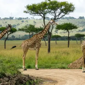 Explore 9 Days 8 Nights Private Safari Kenya Tanzania Mid Range Safari for 9 days with Golden world explore and discover unforgettable experiences - Photo 6