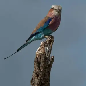 Explore 14 Days Bird Watching for 14 days with Golden world explore and discover unforgettable experiences - Photo 9