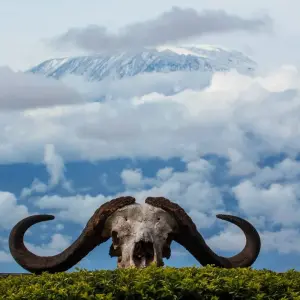 Explore 9 Days 8 Nights Private Safari Kenya Tanzania Mid Range Safari for 9 days with Golden world explore and discover unforgettable experiences - Photo 7