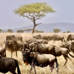 Explore 7 Days Safari and Zanzibar with Flights and Accommodation for 7 days with Golden world explore and discover unforgettable experiences - Photo 10