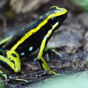 Explore Wild Amazonas Adventure 4-Day Tour for 4 days with Gran Colombia Tours and discover unforgettable experiences - Photo 5