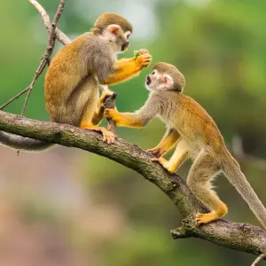 Explore Amazon Jungle & Cultural Expedition 2-Day Tour for 2 days with Gran Colombia Tours and discover unforgettable experiences - Photo 6