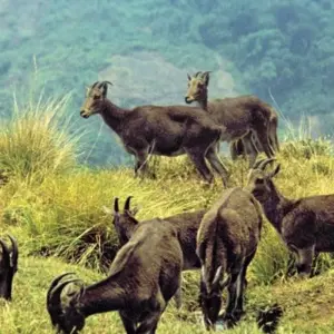 Explore Kerala Tour - 8 Days for 8 days with Golden Triangle India Tours and discover unforgettable experiences - Photo 4