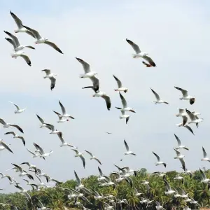 Explore Kerala Tour - 8 Days for 8 days with Golden Triangle India Tours and discover unforgettable experiences - Photo 7