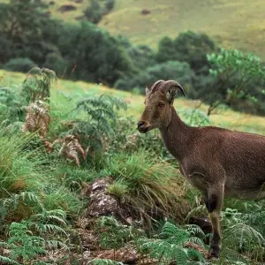 Explore Holidays to Kerala for 5 days with Golden Triangle India Tours and discover unforgettable experiences - Photo 3