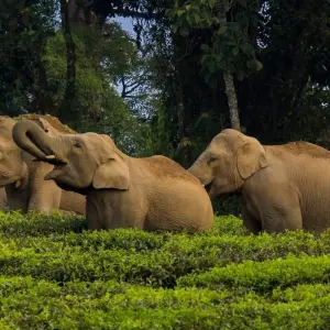 Explore Holidays to Kerala for 5 days with Golden Triangle India Tours and discover unforgettable experiences - Photo 5