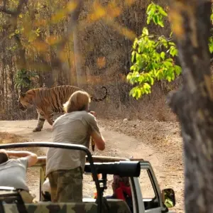 Explore India Wildlife Tour for 7 days with Golden Triangle India Tours and discover unforgettable experiences - Photo 2
