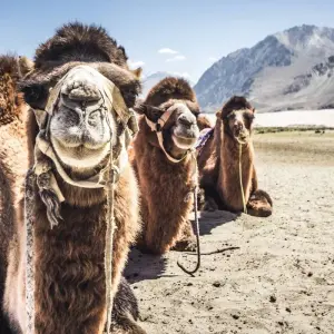 Explore Leh & Ladakh Tour for 7 days with Golden Triangle India Tours and discover unforgettable experiences - Photo 4