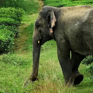 Explore Kerala Highlights Tour for 9 days with Golden Triangle India Tours and discover unforgettable experiences - Photo 3