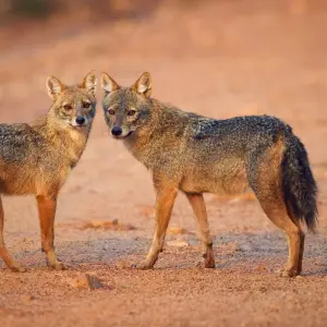 Explore Tiger Tour with Taj Mahal for 9 days with Golden Triangle India Tours and discover unforgettable experiences - Photo 3