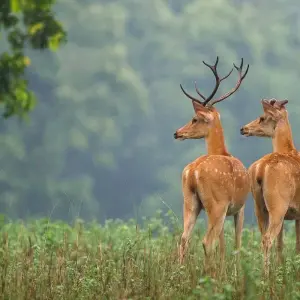 Explore India Wildlife Tour for 7 days with Golden Triangle India Tours and discover unforgettable experiences - Photo 3