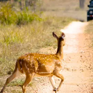 Explore India Wildlife Tour for 7 days with Golden Triangle India Tours and discover unforgettable experiences - Photo 4