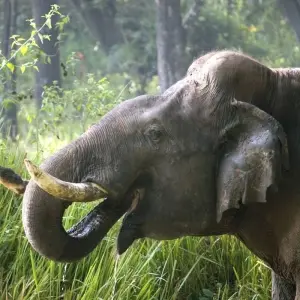 Explore Tiger Tour with Taj Mahal for 9 days with Golden Triangle India Tours and discover unforgettable experiences - Photo 5