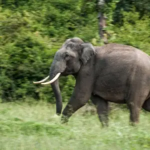 Explore India Wildlife Tour for 7 days with Golden Triangle India Tours and discover unforgettable experiences - Photo 5