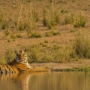 Explore India Wildlife Tour for 7 days with Golden Triangle India Tours and discover unforgettable experiences - Photo 7