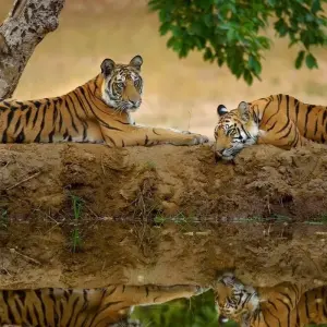 Explore Tiger Tour with Taj Mahal for 9 days with Golden Triangle India Tours and discover unforgettable experiences - Photo 8