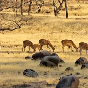 Explore India Wildlife Tour for 7 days with Golden Triangle India Tours and discover unforgettable experiences - Photo 8