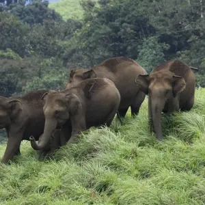 Explore Kerala Backwaters Tour for 7 days with Golden Triangle India Tours and discover unforgettable experiences - Photo 3