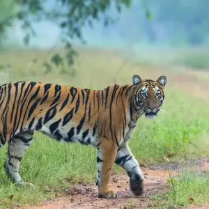 Explore India Wildlife Tour for 7 days with Golden Triangle India Tours and discover unforgettable experiences - Photo 9