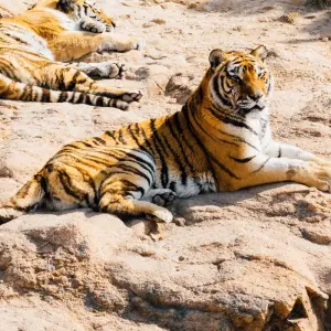 Explore Luxury Golden Triangle with Ranthambore Tour for 9 days with Golden Triangle India Tours and discover unforgettable experiences - Photo 4