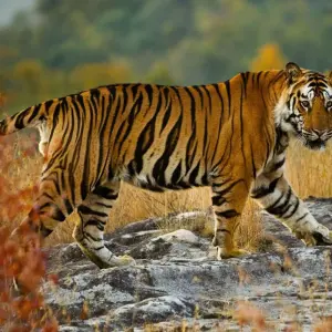 Explore North India Highlights Tour for 24 days with Golden Triangle India Tours and discover unforgettable experiences - Photo 10