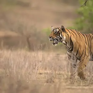 Explore Experience of North India for 25 days with Golden Triangle India Tours and discover unforgettable experiences - Photo 2