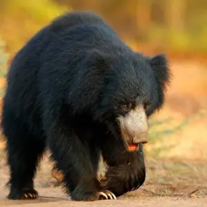 Explore North India Tour with Goa for 12 days with Golden Triangle India Tours and discover unforgettable experiences - Photo 3