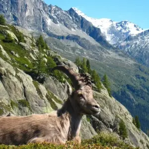 Explore Tour du Mont Blanc 12 Days Self-Guided for 12 days with Grand Angle  and discover unforgettable experiences - Photo 2