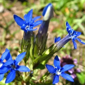 Explore Tour du Mont Blanc 8 Days Self-Guided for 8 days with Grand Angle  and discover unforgettable experiences - Photo 4