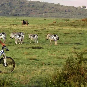 Explore 6 Days Tanzania Package (Tarangire, L. Manyara, Serengeti, Ngorongoro &Arusha) for 6 days with Gracepatt Ecotours Kenya and discover unforgettable experiences - Photo 2