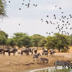 Explore 1 Day Tarangire National Park for 1 days with Gracepatt Ecotours Kenya and discover unforgettable experiences - Photo 2
