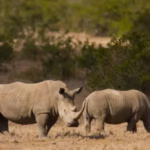 Explore 7days Off The Beaten Path – Mid-Range on 4x4 Land Cruiser Jeep for 7 days with Gracepatt Ecotours Kenya and discover unforgettable experiences - Photo 2